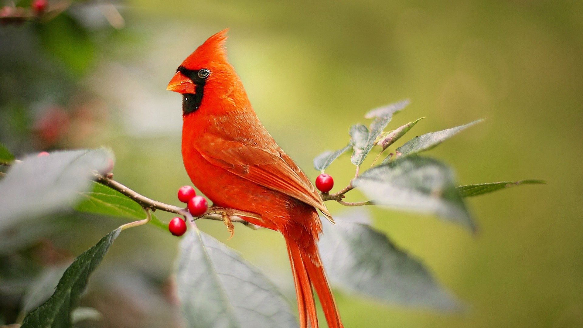 Bird